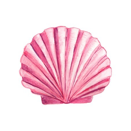 Seashell watercolor illustration 5